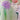 Tinker Fairy Princess Dress & Matching Wings Set