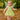 Baby Toddler Tinker Bell Costume with Wings – Green Fairy Dress for Girls, Halloween & Birthday Outfit