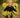 Baby Bee Tutu Costume Set: Wings, Wand & Headband - Halloween Outfit
